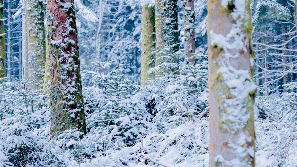 Le silence hivernal