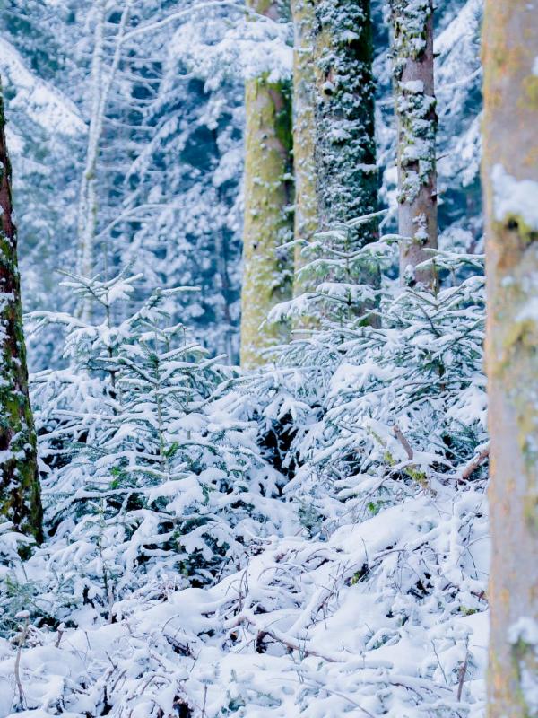 Le silence hivernal